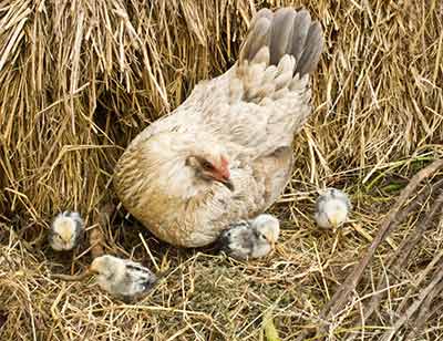 4 newly hatched healthy Silver Seabright bantam chicks (the setting mother is a bantam Auracana.)